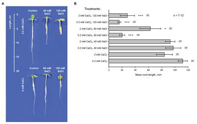 Sodium Influx and Potassium Efflux Currents in Sunflower Root Cells Under High Salinity